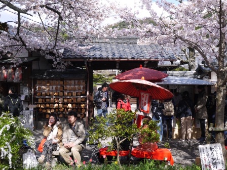 1397747471-3628165436 Kyoto-哲學之道 夢幻櫻花步道 櫻花就是要這樣賞啊!!