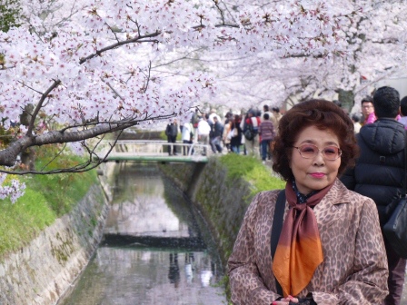 1397747471-529368481 Kyoto-哲學之道 夢幻櫻花步道 櫻花就是要這樣賞啊!!