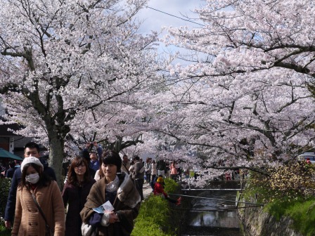 1397747472-2118043745 Kyoto-哲學之道 夢幻櫻花步道 櫻花就是要這樣賞啊!!