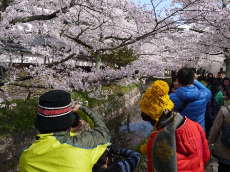 1397747472-4224367489 Kyoto-哲學之道 夢幻櫻花步道 櫻花就是要這樣賞啊!!