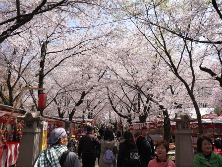1399542058-2862887145 Kyoto-平野神社 賞櫻名所