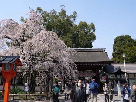 1399542064-4043379929 Kyoto-平野神社 賞櫻名所