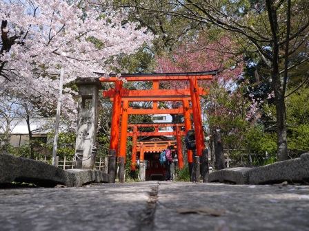 1399542071-1294798676 Kyoto-平野神社 賞櫻名所