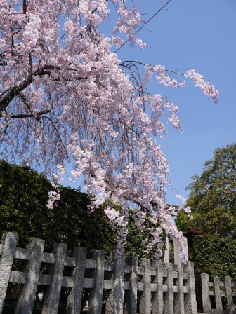 1399562118-3271187221 Kyoto-平野神社 賞櫻名所
