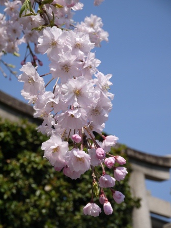 1399562158-1776745414 Kyoto-平野神社 賞櫻名所