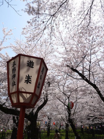 1399562302-1246902966 Kyoto-平野神社 賞櫻名所