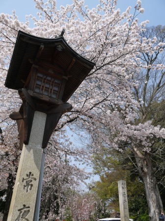 1399562424-2633353418 Kyoto-平野神社 賞櫻名所