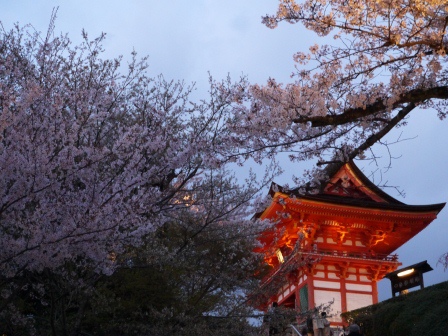 1399786467-1953416662 Kyoto-清水寺賞夜櫻 另種櫻花美