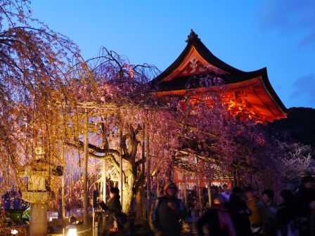 1399786469-529099885 Kyoto-清水寺賞夜櫻 另種櫻花美
