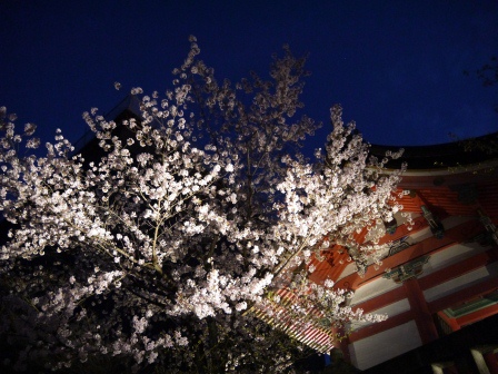 1399786471-3833258387 Kyoto-清水寺賞夜櫻 另種櫻花美