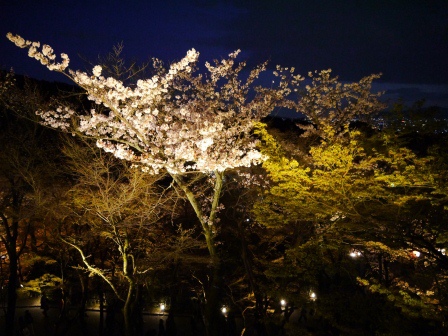 1399786472-2439865693 Kyoto-清水寺賞夜櫻 另種櫻花美