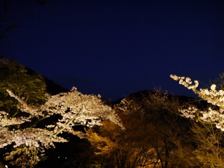 1399786473-2841289333 Kyoto-清水寺賞夜櫻 另種櫻花美