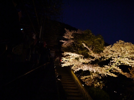 1399786475-1146287143 Kyoto-清水寺賞夜櫻 另種櫻花美