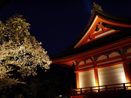 1399786475-2486650248 Kyoto-清水寺賞夜櫻 另種櫻花美