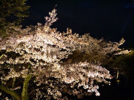 1399786476-2752820464 Kyoto-清水寺賞夜櫻 另種櫻花美