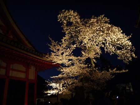 1399786478-1444158651 Kyoto-清水寺賞夜櫻 另種櫻花美