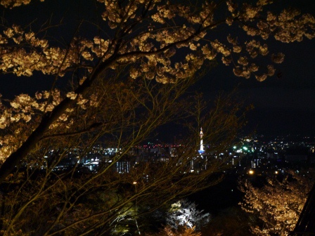 1399786479-2201232061 Kyoto-清水寺賞夜櫻 另種櫻花美