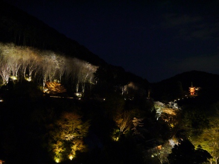 1399786482-2106499915 Kyoto-清水寺賞夜櫻 另種櫻花美