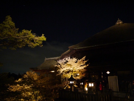 1399786482-429974359 Kyoto-清水寺賞夜櫻 另種櫻花美