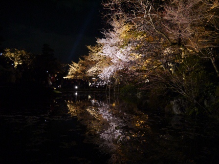1399786489-1529894262 Kyoto-清水寺賞夜櫻 另種櫻花美