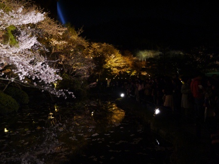 1399786490-867203071 Kyoto-清水寺賞夜櫻 另種櫻花美