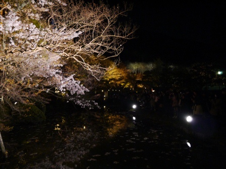 1399786490-948041733 Kyoto-清水寺賞夜櫻 另種櫻花美