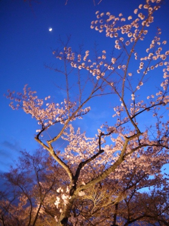 1399786903-1539187090 Kyoto-清水寺賞夜櫻 另種櫻花美