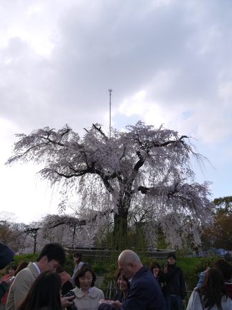 1402066822-795342142 Kyoto-八坂神社&円山公園 有點亂的櫻花園區
