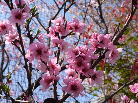 1403920949-3130019384 Kyoto-好吃好逛 傳統錦市場