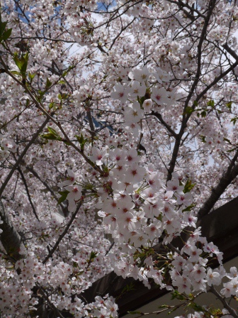1403920951-2015757934 Kyoto-好吃好逛 傳統錦市場