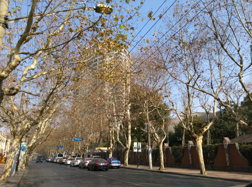 1421570297-2160090500 Shanghai-衡山路 最美的上海最美的梧桐景緻