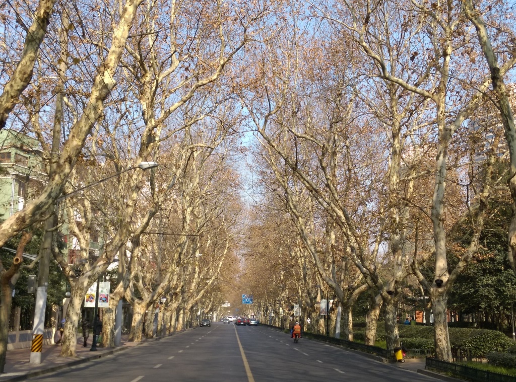 1421570298-862064430 Shanghai-衡山路 最美的上海最美的梧桐景緻