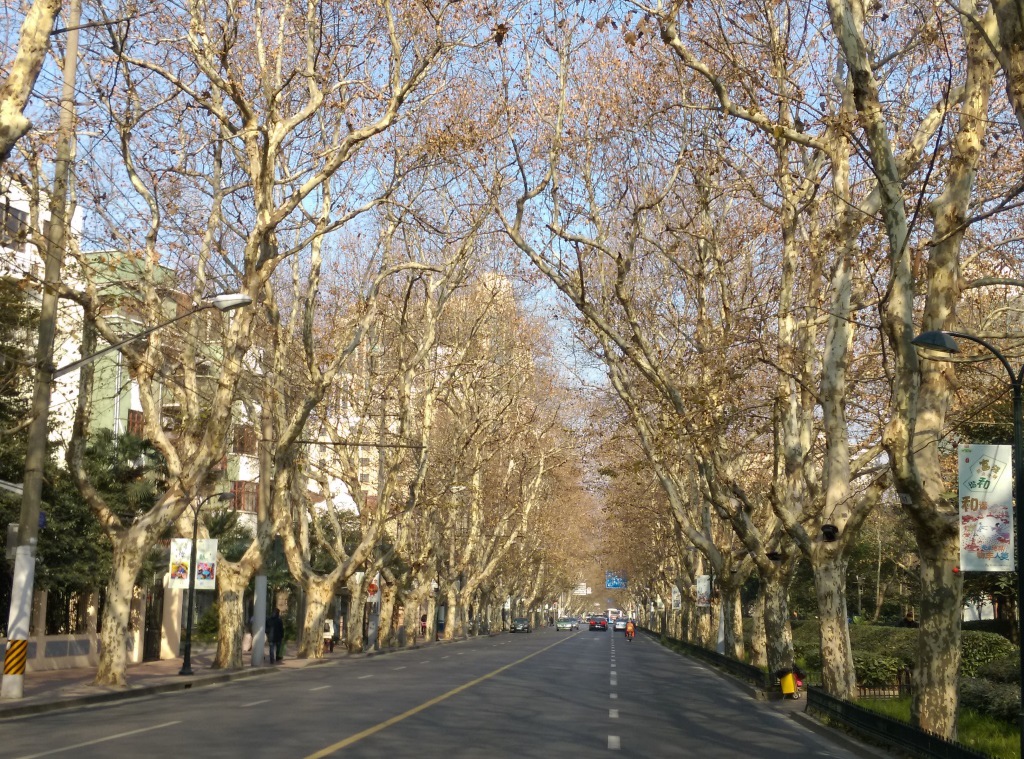 1421570300-4029830463 Shanghai-衡山路 最美的上海最美的梧桐景緻