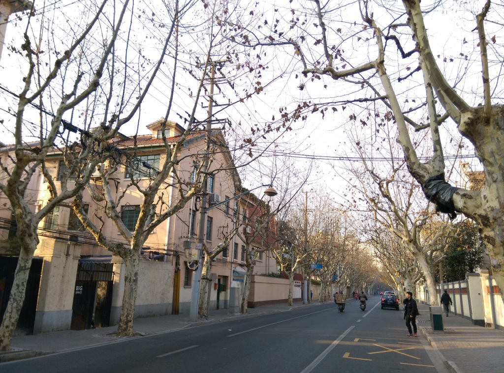 1421570308-445343605 Shanghai-衡山路 最美的上海最美的梧桐景緻