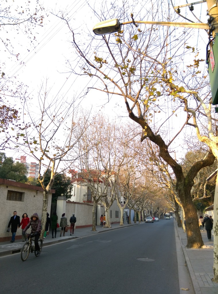 1421570312-3937269343 Shanghai-衡山路 最美的上海最美的梧桐景緻