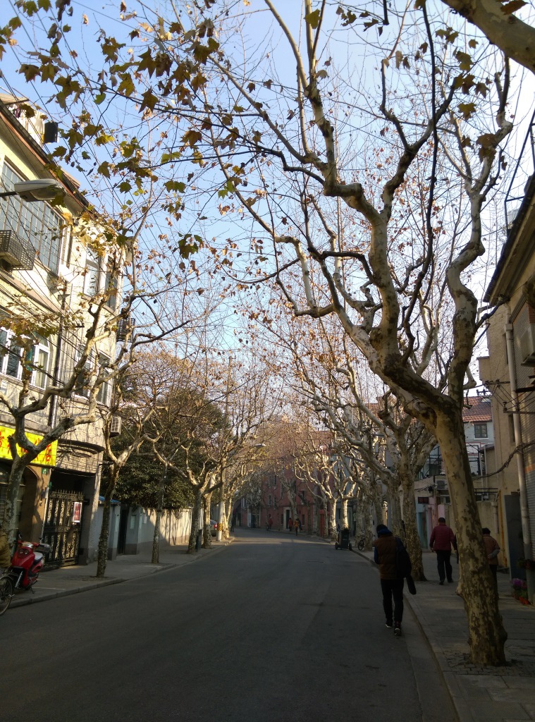1421570324-1681883798 Shanghai-衡山路 最美的上海最美的梧桐景緻