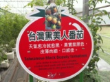 462db93cdf967f3b7c89d4cc81dacf9b 關西-金勇DIY蕃茄農場