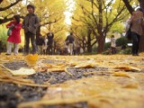 4821e6465e684f09545a819e6a1f1c4c Tokyo-外苑前銀杏祭
