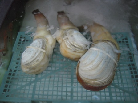 490c2cb97c5ab6fb2961f5b216918227 HK-鯉魚門漁村風光
