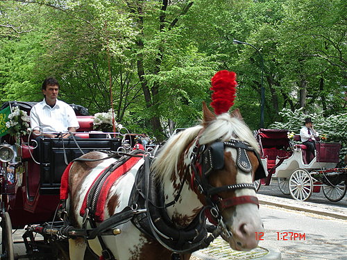 4ac5ca2a3116e New York-Central Park輕鬆的週末下午