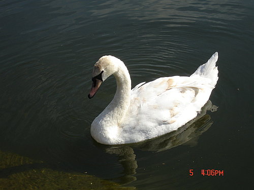 4ac5ca779e4e1 London-Hyde Park英式悠閒