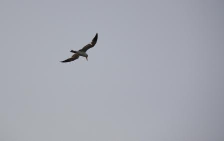 4ac5caa68662d 七股-候鳥過冬