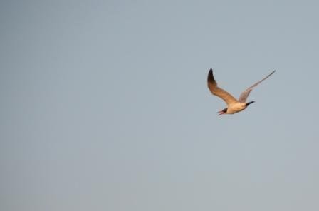 4ac5caa6a69d8 七股-候鳥過冬