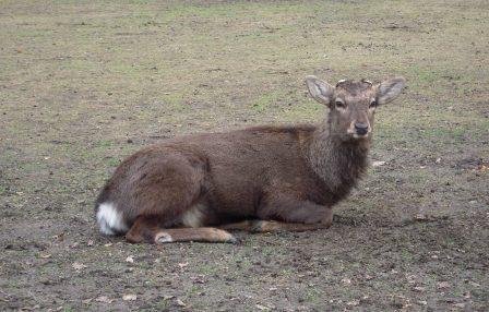 4ac5caad45848 Kansai-Oh! My deers(Nara)