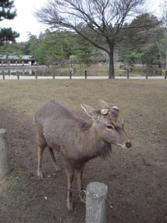 4ac5cae5c60ac Kansai-奈良文化財東大寺(Nara) Day2
