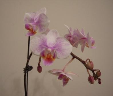 4ac5cafd42f15 田尾-花花世界公路花園