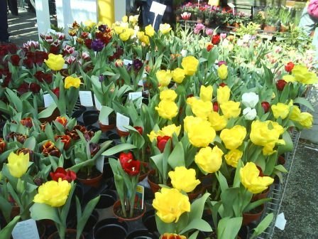 4ac5cb02dffc1 田尾-花花世界公路花園