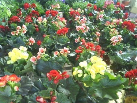 4ac5cb04cdb1f 田尾-花花世界公路花園