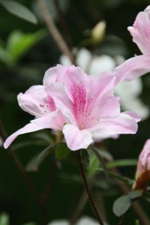 4ac5cb29a1298 新竹-十八尖山花季前