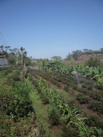 4ac5cb47c3a8a 鹿谷-凍頂山下麒麟潭